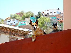 Driving from Texas to South America in an '87 4runner-u7dv1l.jpg