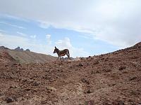 Picacho- mild to wild-burro.jpg