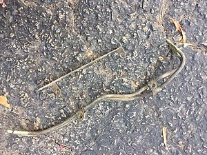 SMOG/EMISSION PARTS from 1982 22R Desmog - San Diego, California-img-2150.jpg