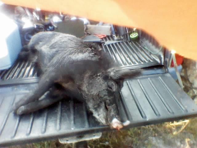 Name:  297444_1905426294285_1150566876_n_zps4fcaf5d5.jpg
Views: 54
Size:  35.8 KB