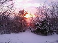 Snow Pics, pic heavy-backyard-1.jpg