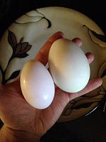 the question-22re or 22rte?-image-4156290961.jpg