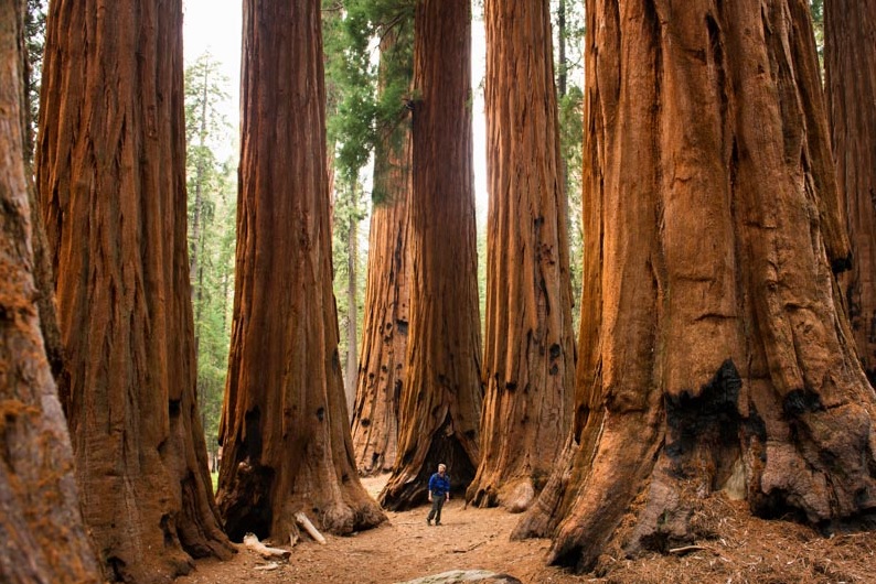 Name:  sequoia_zpsee286a77.jpg
Views: 515
Size:  197.1 KB