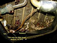 Cabin filter in the "t"?-tblowr10.jpg