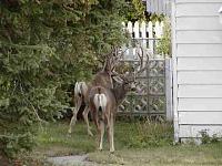 Montana Banff Jasper Trip Report-bucks-small.jpg