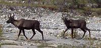 My Forest Gump Adventure To Alaska!-carribou.jpg