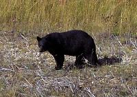 My Forest Gump Adventure To Alaska!-blackbear.jpg