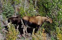 My Forest Gump Adventure To Alaska!-mooses.jpg