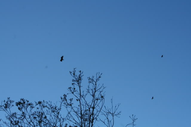 Name:  IMG_2829.jpg
Views: 1146
Size:  37.8 KB