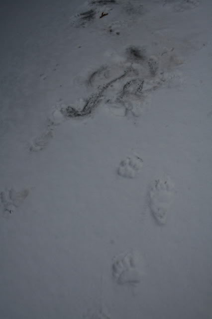 Name:  IMG_4264.jpg
Views: 502
Size:  14.6 KB
