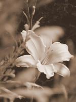 Photographers of Yotatech-flowers-015.jpg