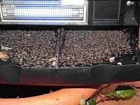 Best Mosquito Trap?-singlenightcatch.jpg