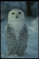 Hooters Discount Cards-owl.jpg