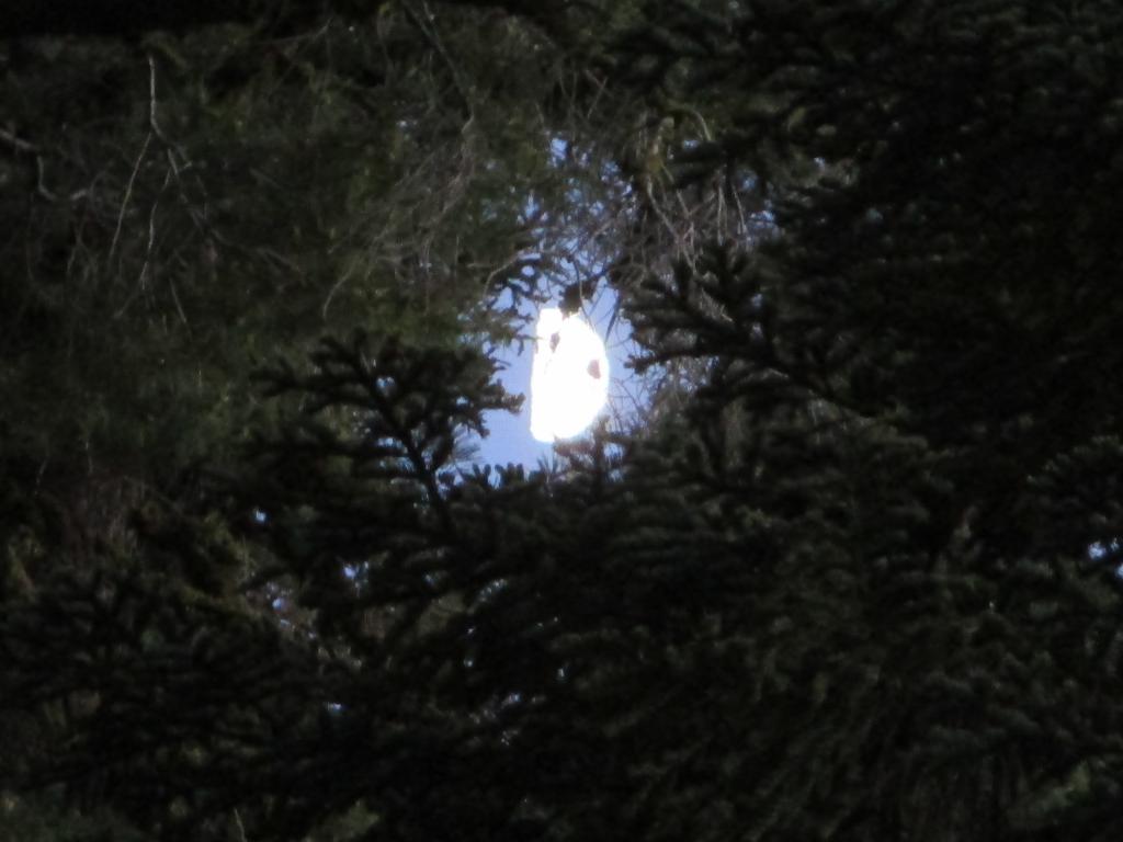 Name:  IMG_0635.jpg
Views: 29
Size:  61.5 KB
