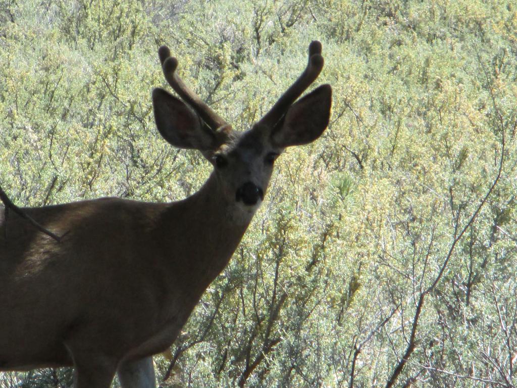 Name:  IMG_0509.jpg
Views: 35
Size:  194.9 KB