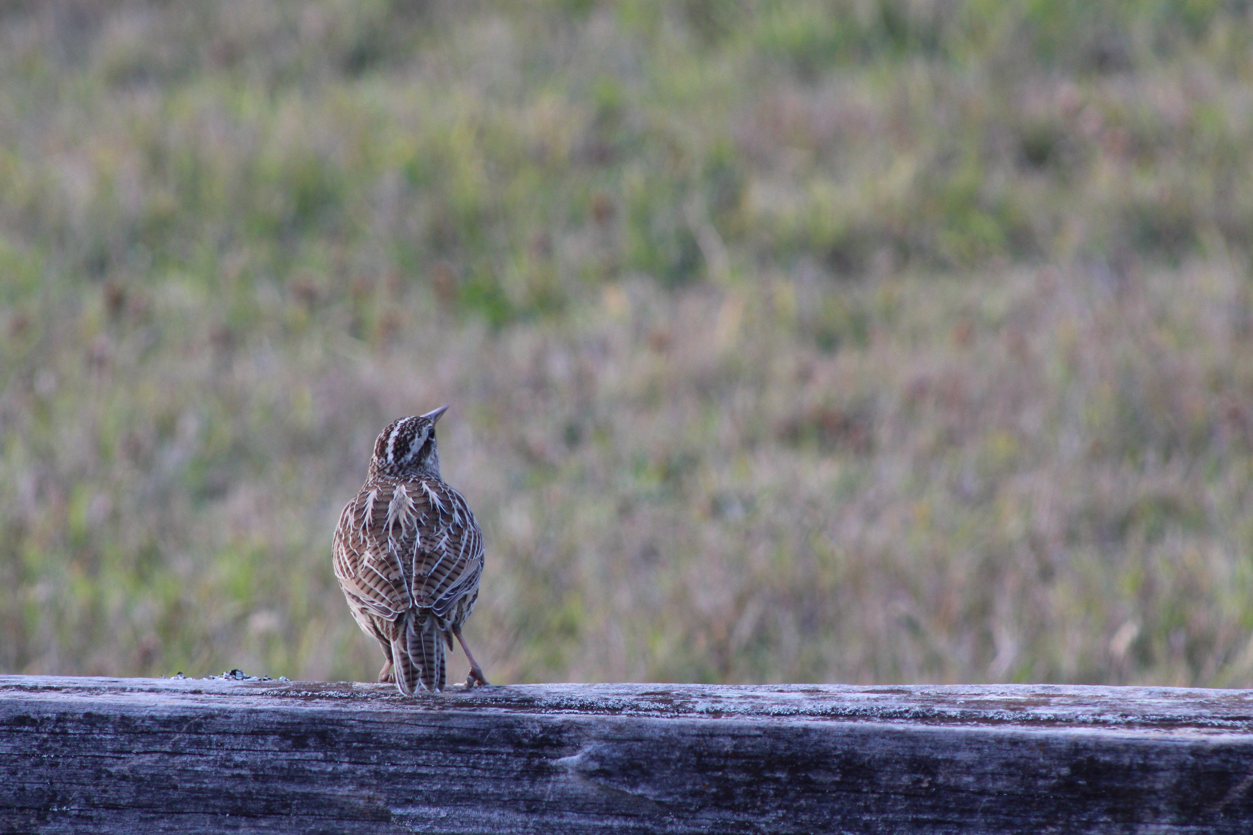 Name: IMG_1493_zps6ba315f0.jpg
Views: 119
Size: 7.14 MB