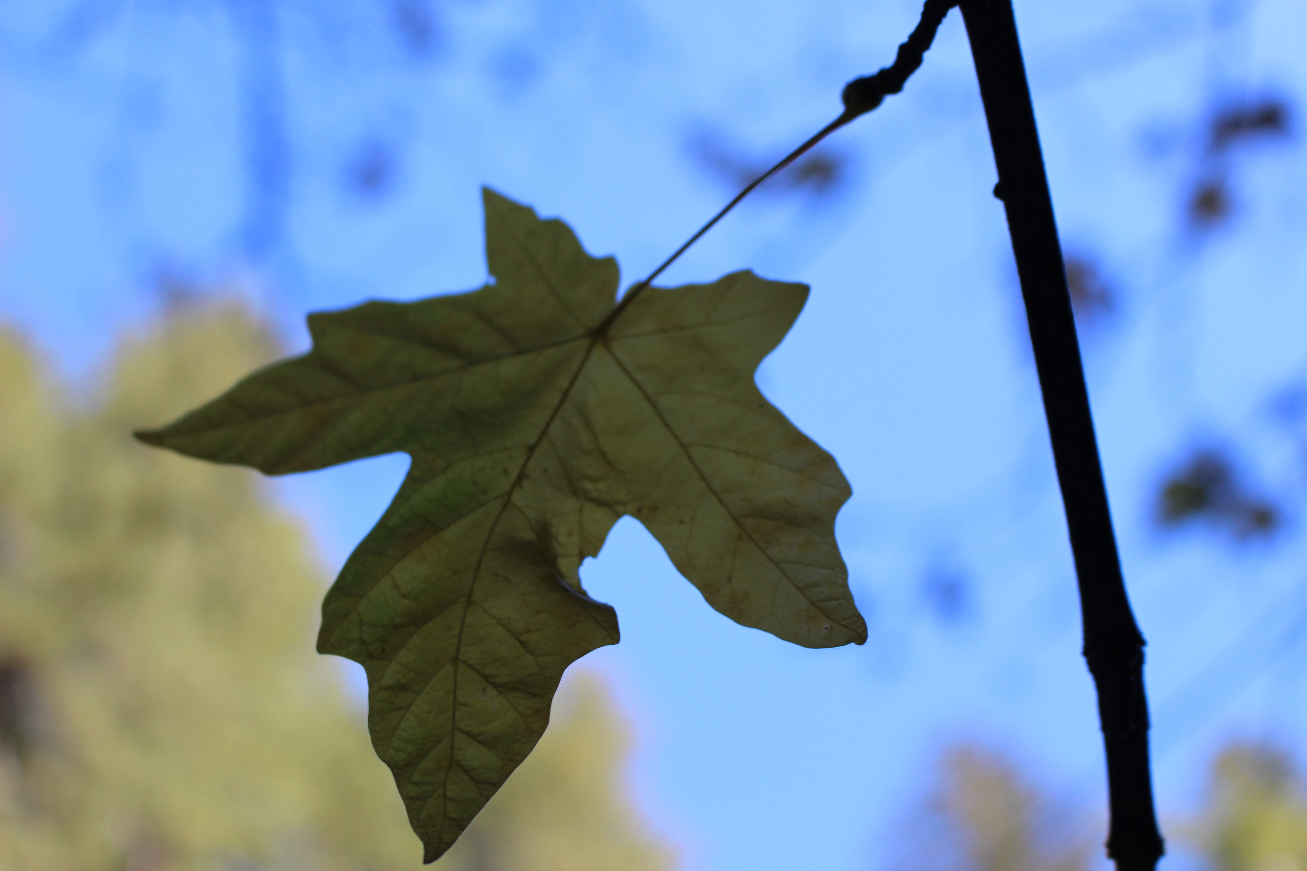 Name: IMG_1587_zps487d7c01.jpg
Views: 113
Size: 4.53 MB