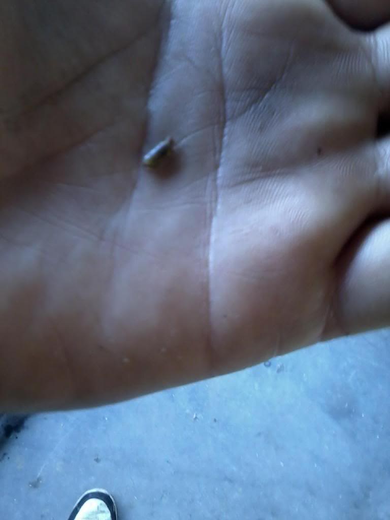 Name:  pic7_zpsebeec88d.jpg
Views: 559
Size:  34.5 KB
