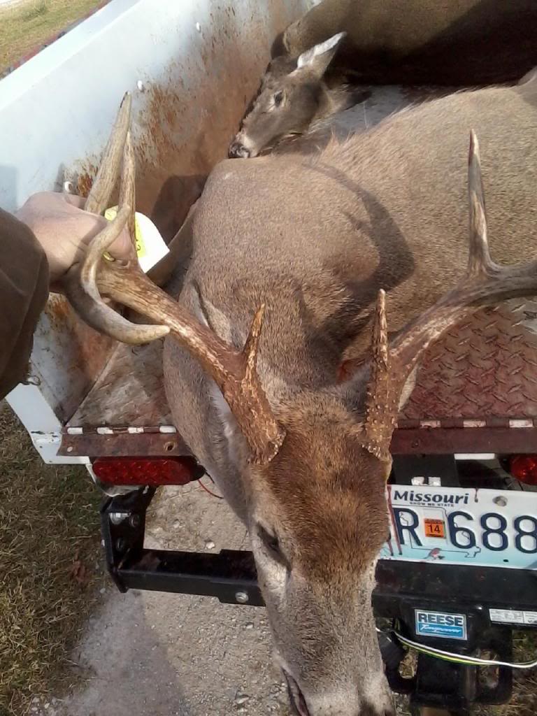 Name:  deer2_zpsd96d88d7.jpg
Views: 390
Size:  121.5 KB