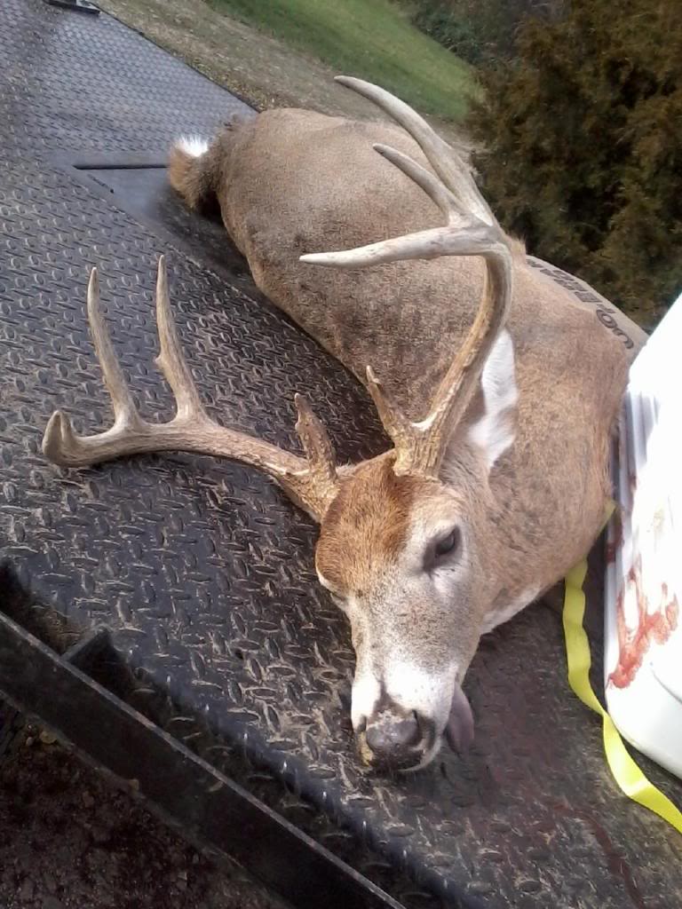 Name:  deer1_zps8174686f.jpg
Views: 371
Size:  125.4 KB