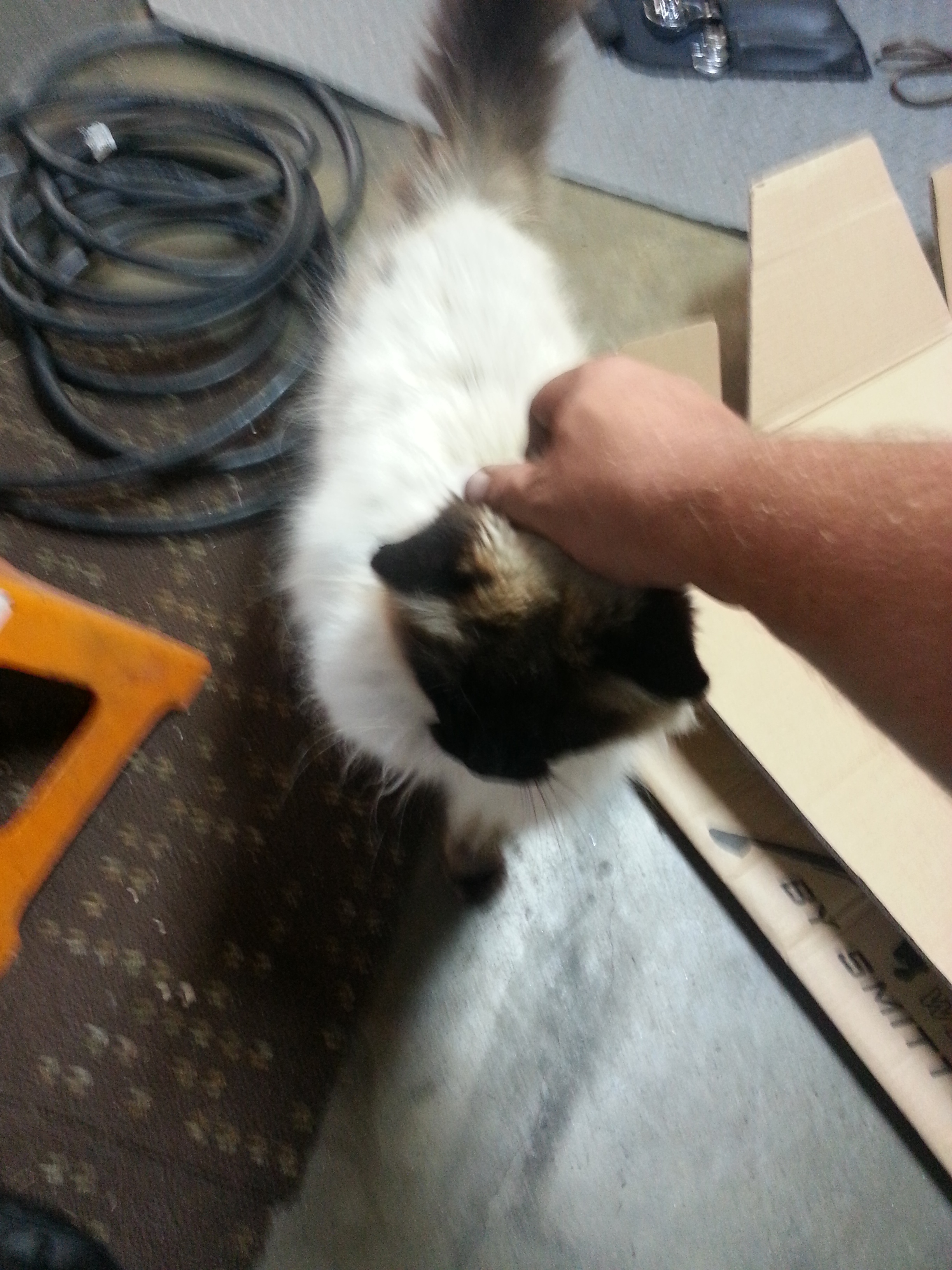 Name:  20130623_191541.jpg
Views: 92
Size:  2.05 MB