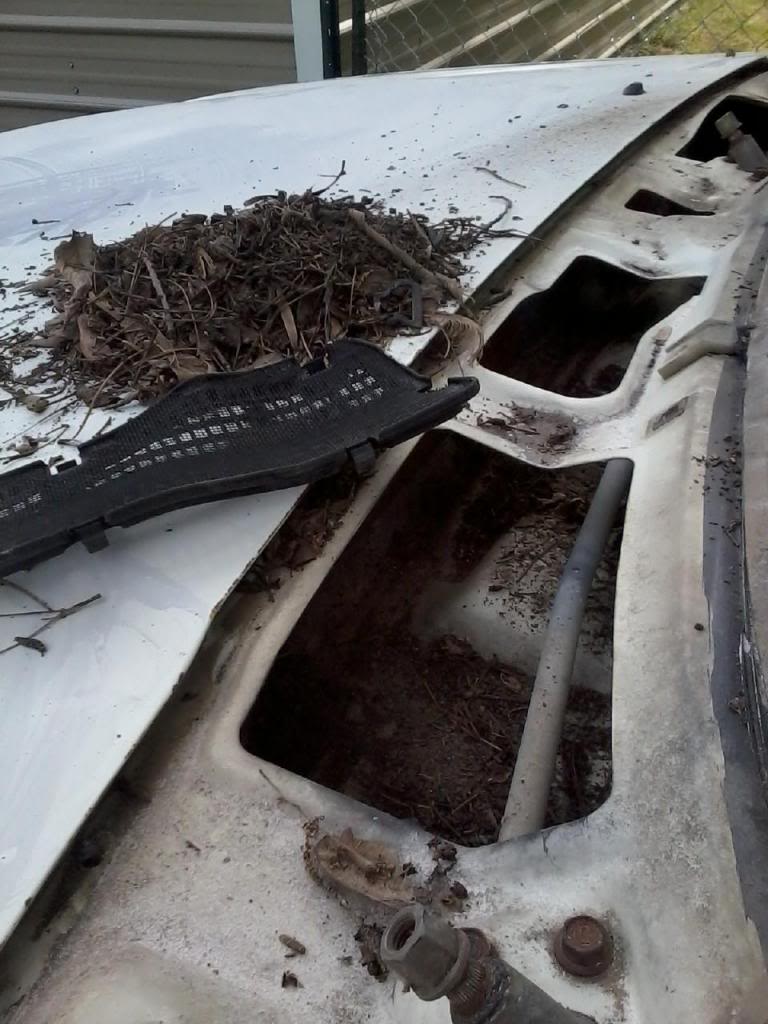 Name:  cleaning15_zpsd510fd2f.jpg
Views: 70
Size:  100.0 KB