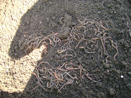 Name:  worms_zps77d006c1.jpg
Views: 103
Size:  89.9 KB