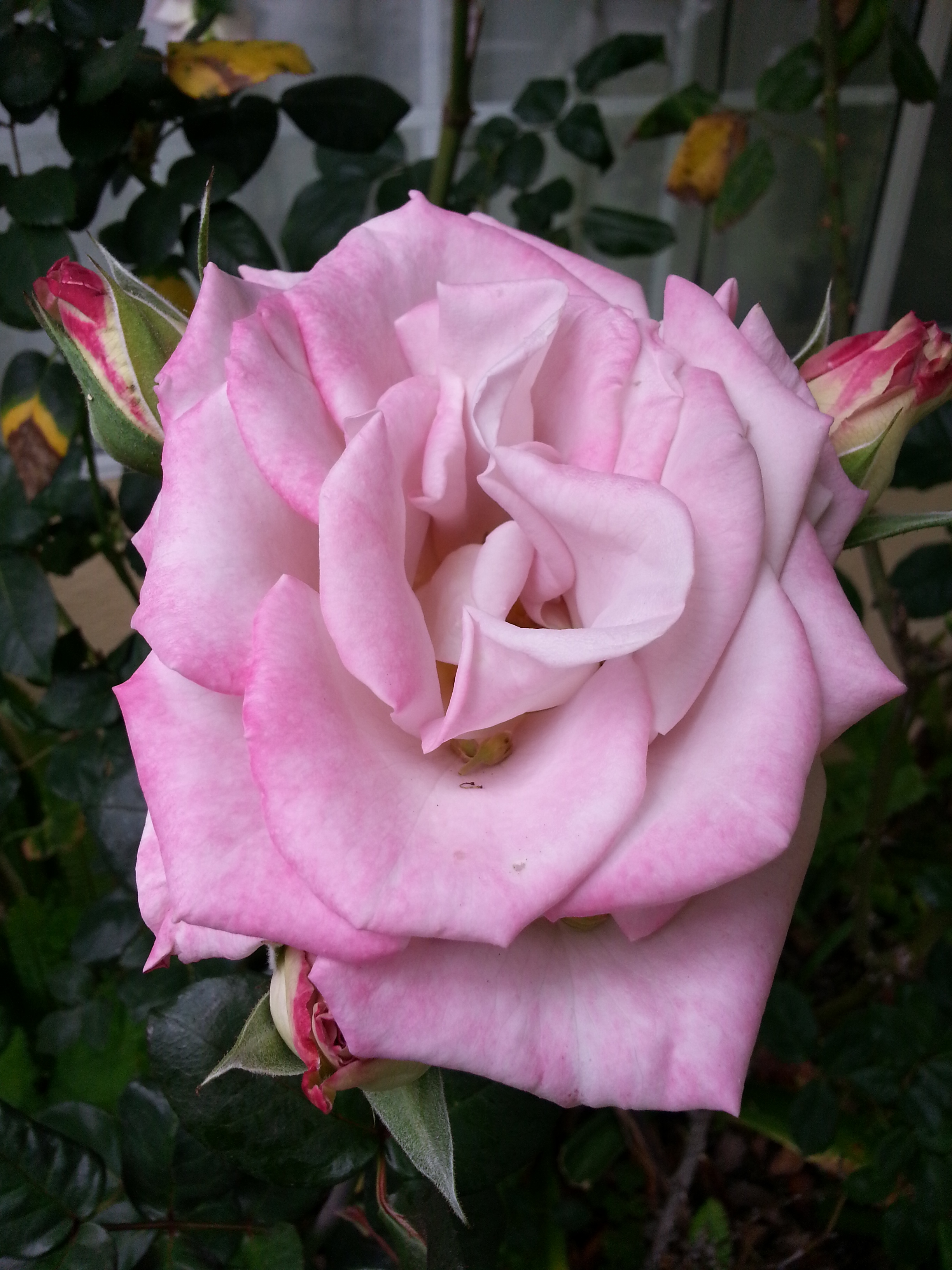 Name: 20130424_133019-1.jpg
Views: 116
Size: 1.97 MB