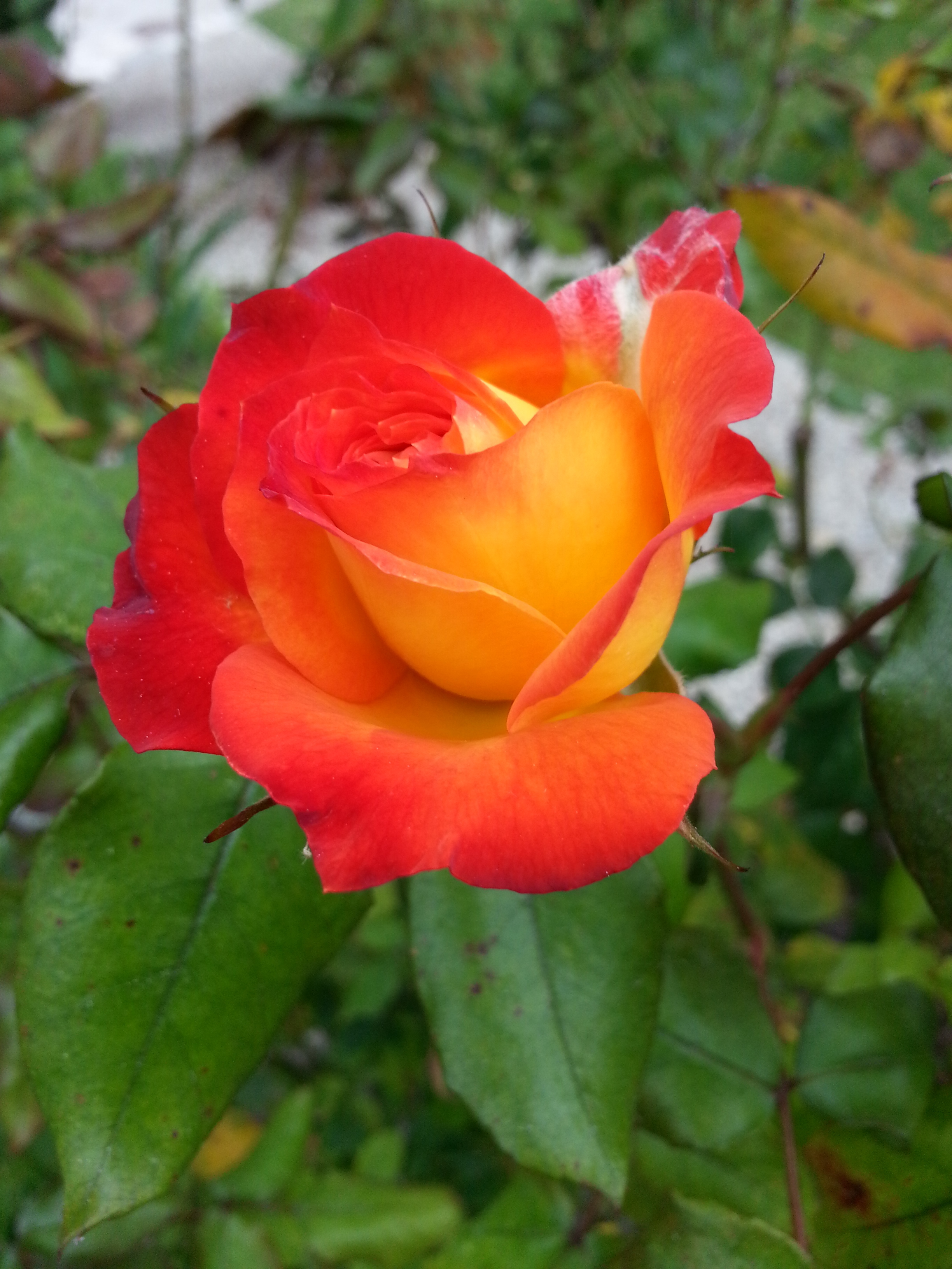 Name: 20130424_132853-1.jpg
Views: 108
Size: 1.95 MB