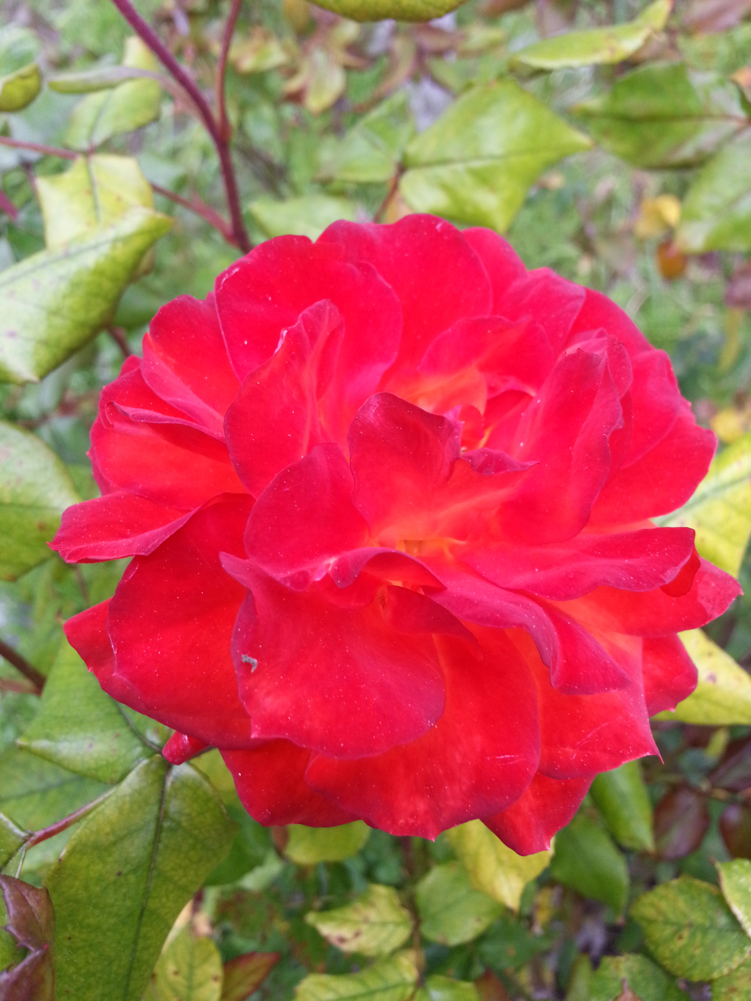 Name: 20130424_132834-1.jpg
Views: 88
Size: 2.04 MB