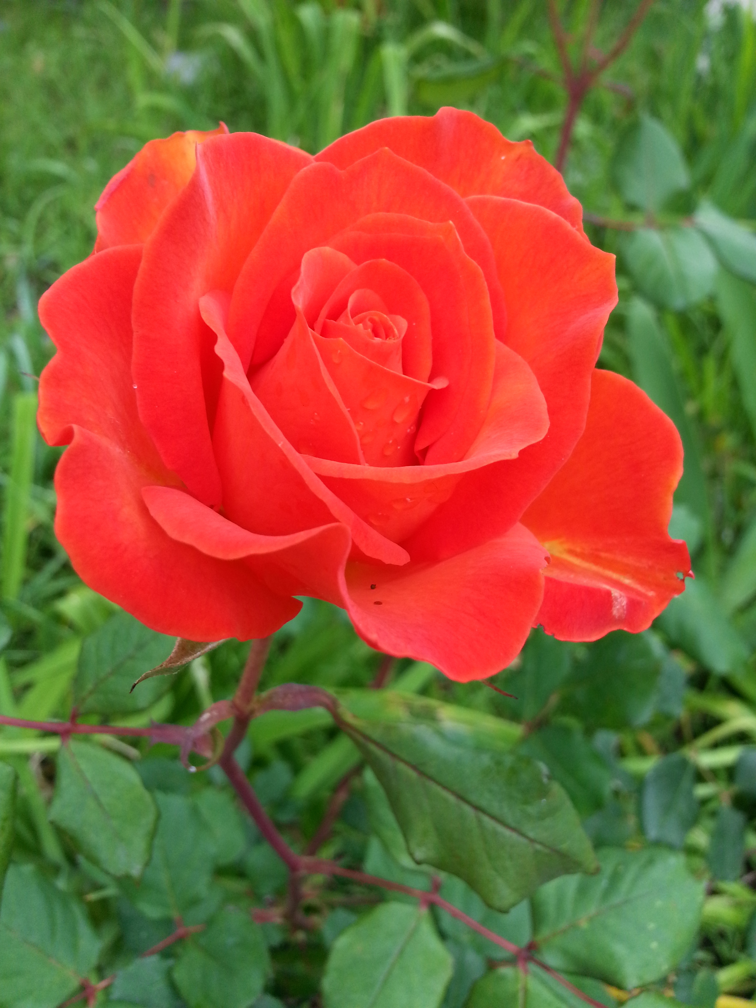Name: 20130424_132708-1.jpg
Views: 125
Size: 1.99 MB