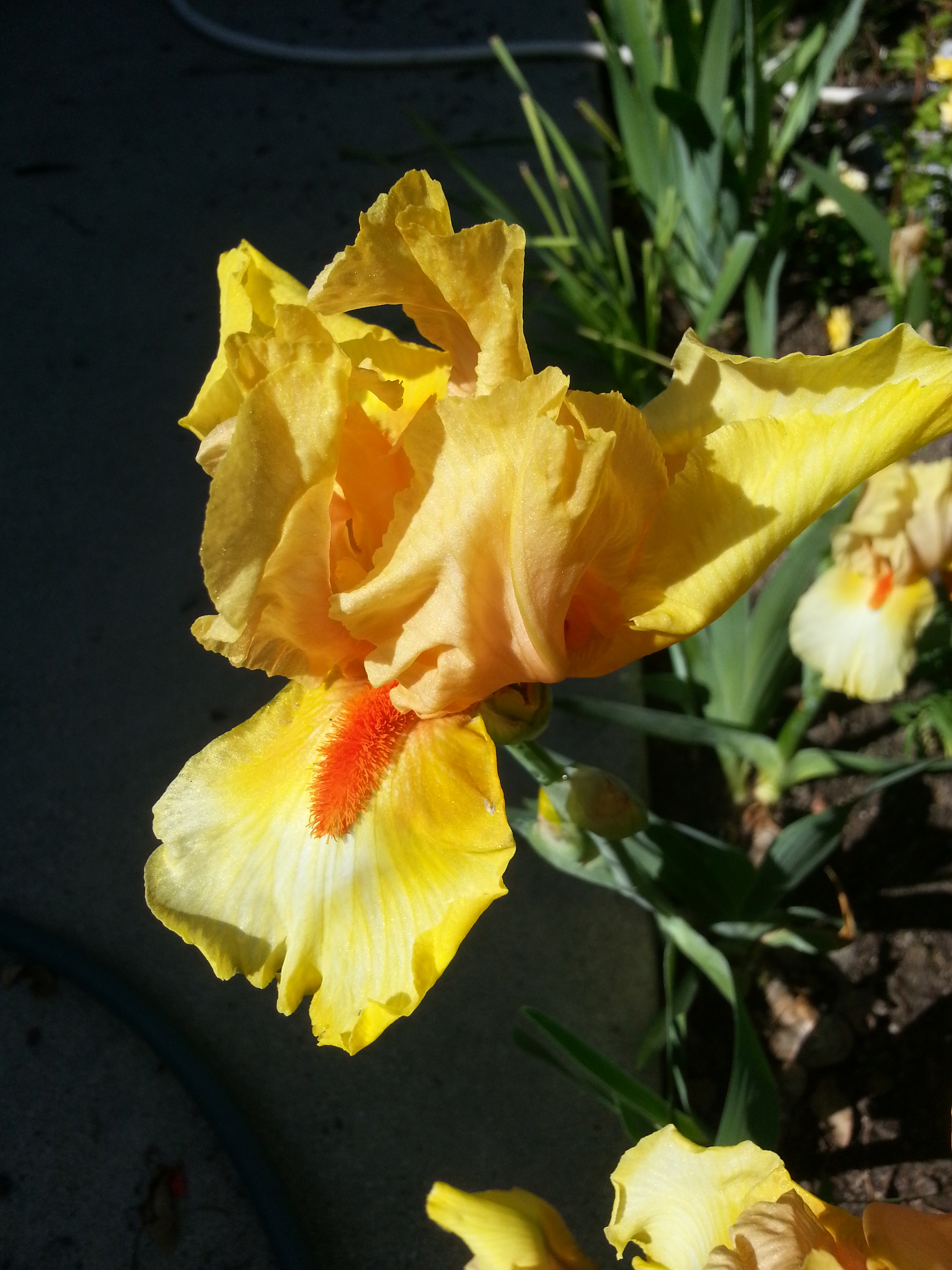 Name: 20130507_155145.jpg
Views: 75
Size: 2.17 MB