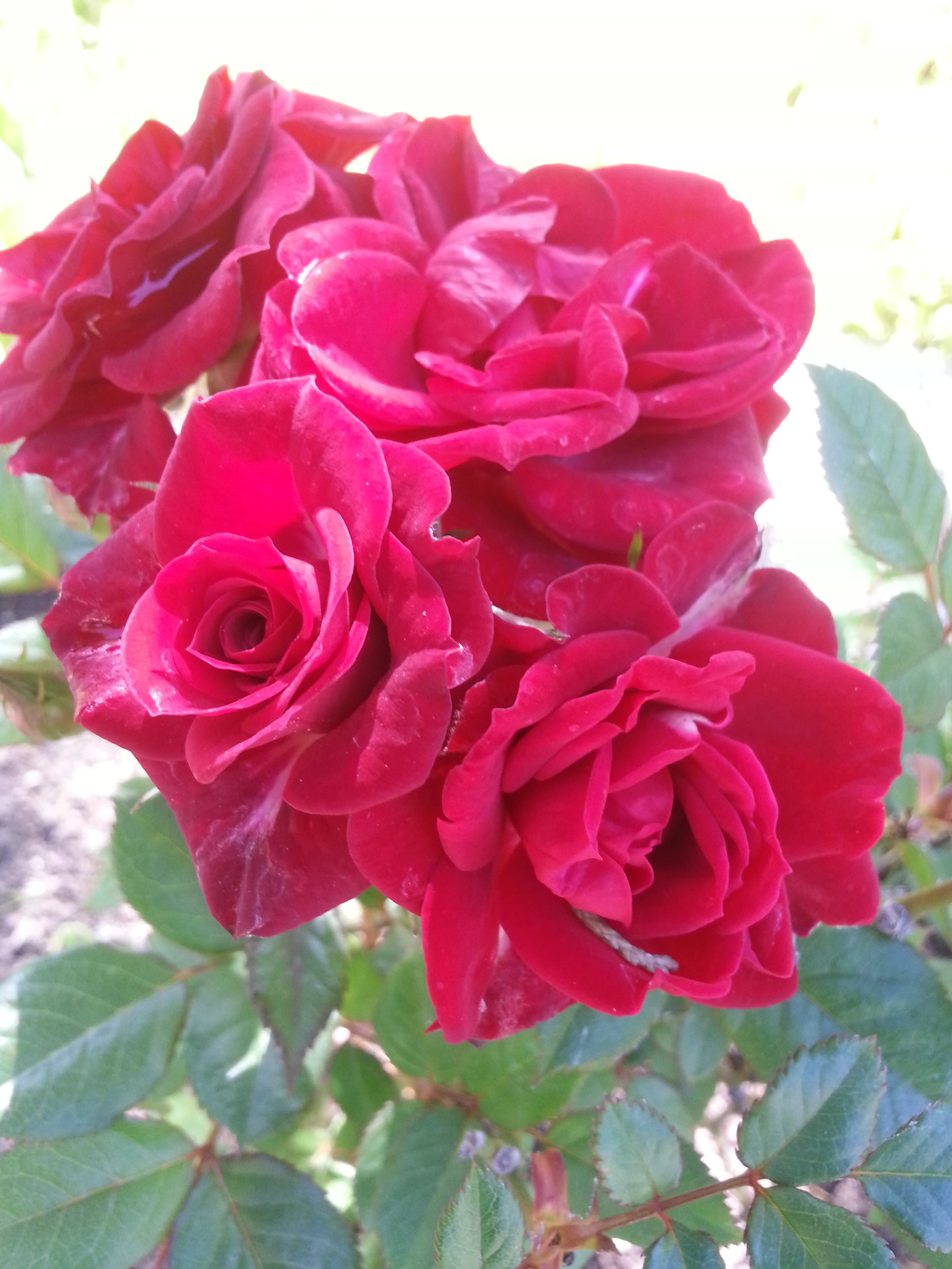 Name: 20130507_155238.jpg
Views: 78
Size: 1.60 MB