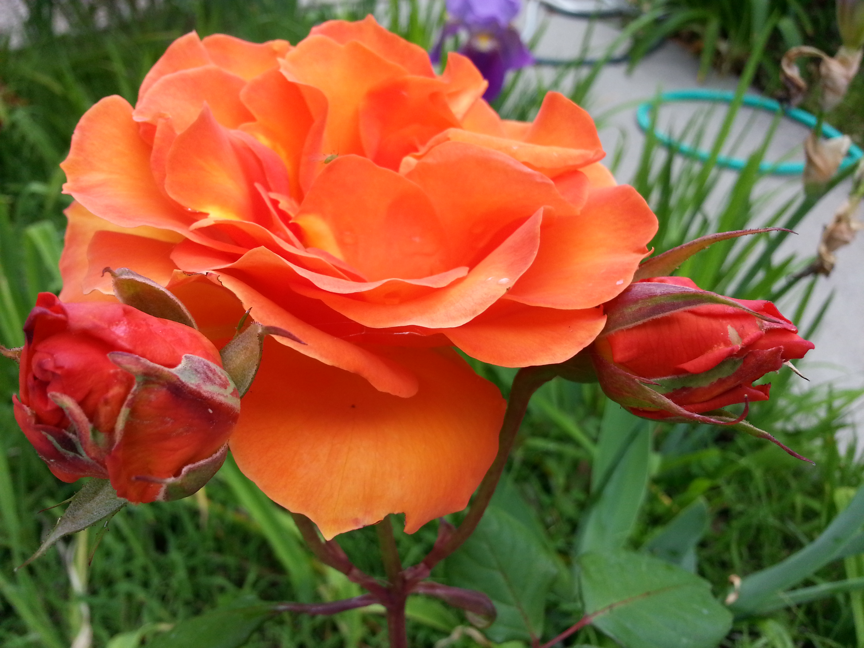 Name:  20130424_132725-1.jpg
Views: 117
Size:  2.13 MB