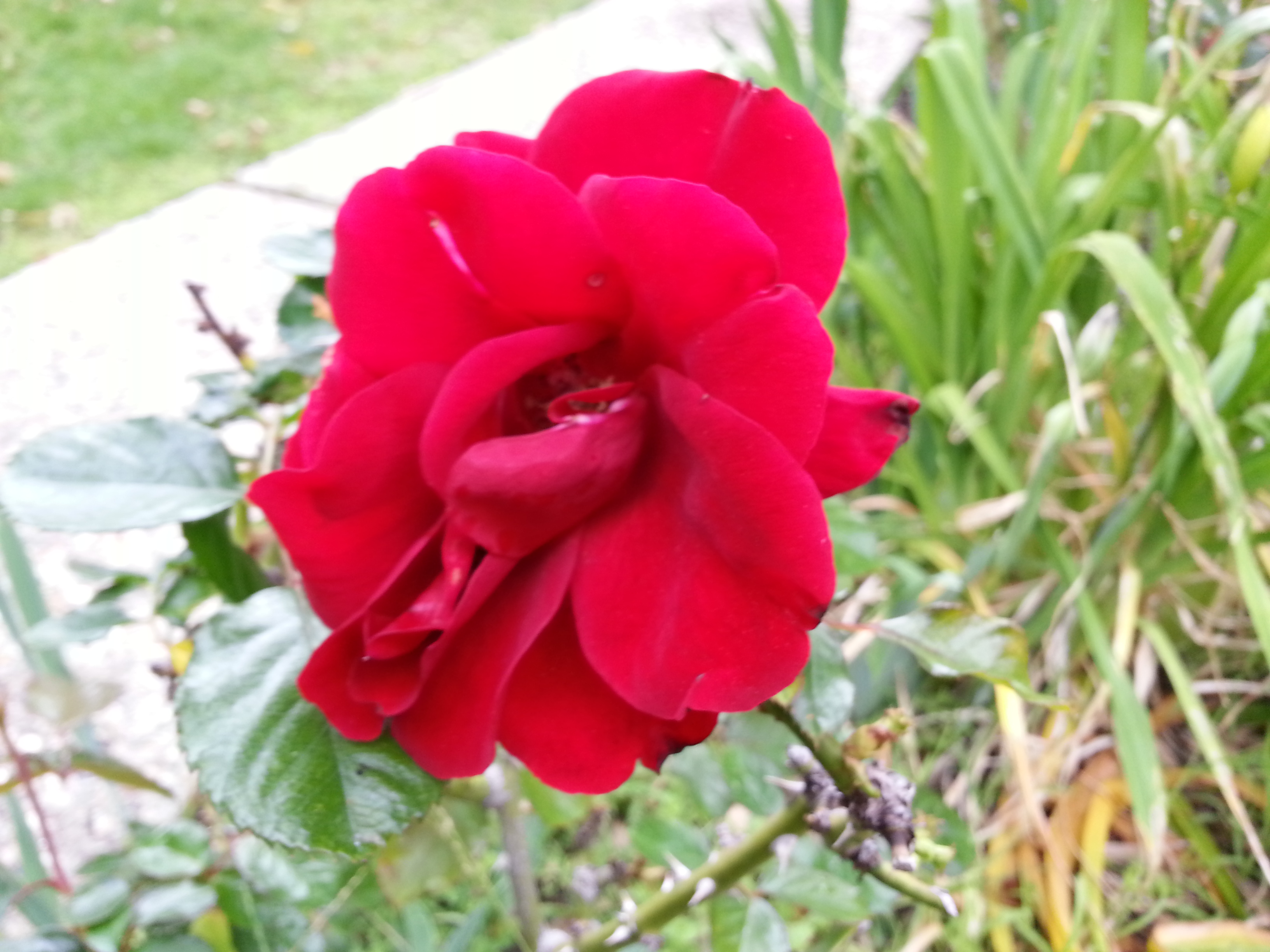 Name:  20130424_132804-1.jpg
Views: 84
Size:  1.56 MB