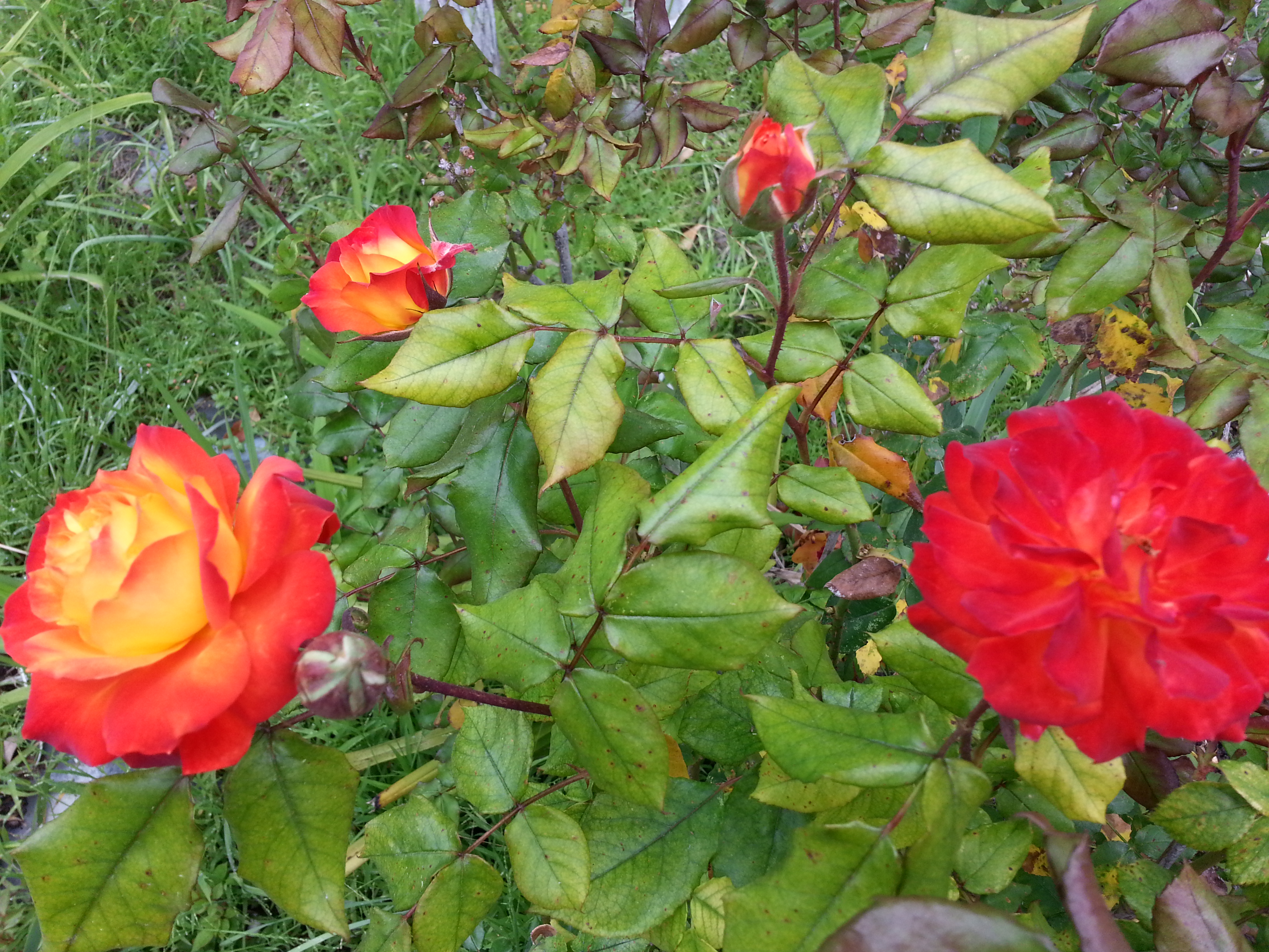 Name:  20130424_132829-1.jpg
Views: 126
Size:  3.00 MB