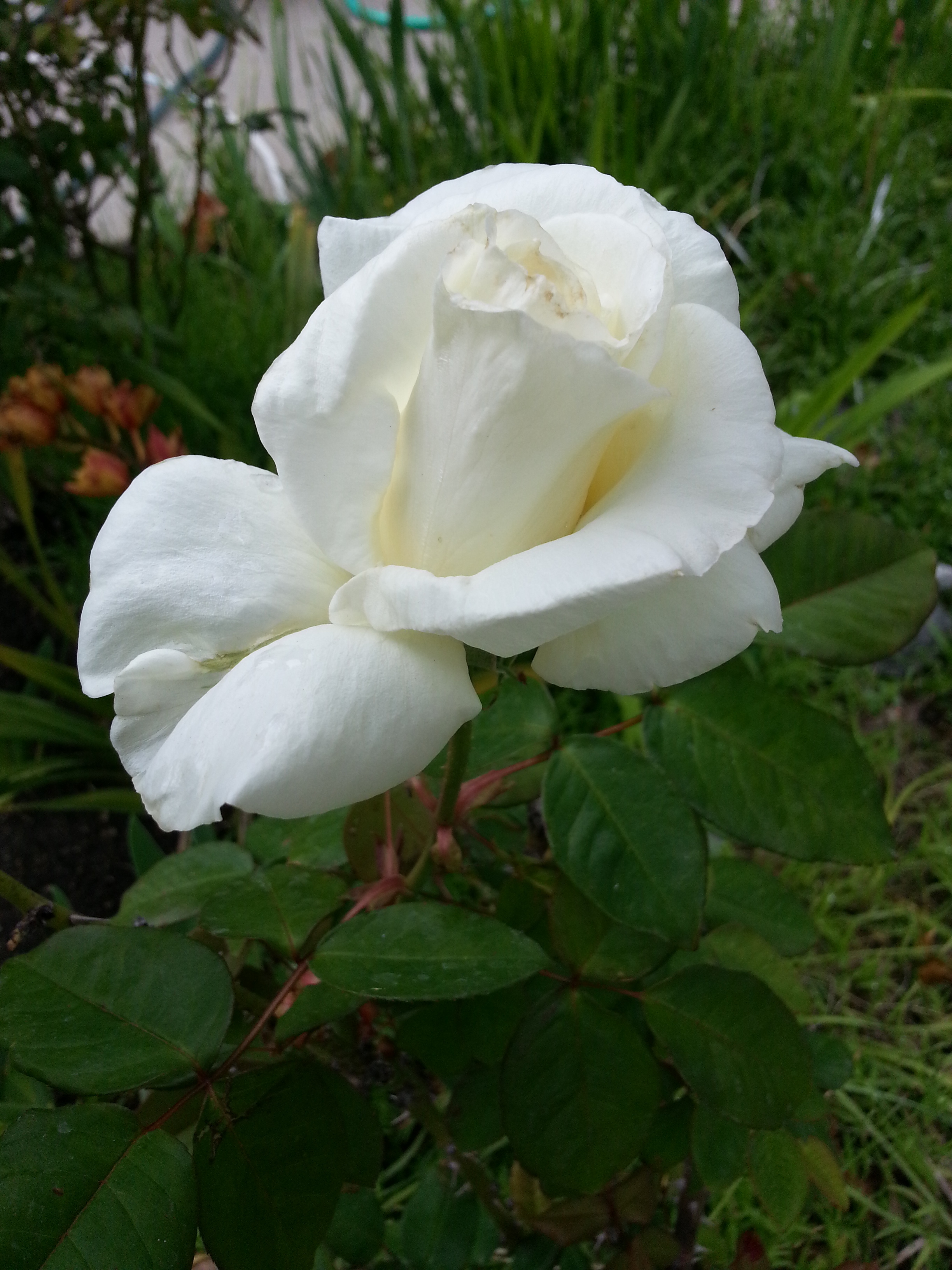 Name:  20130424_132819-1.jpg
Views: 119
Size:  2.04 MB