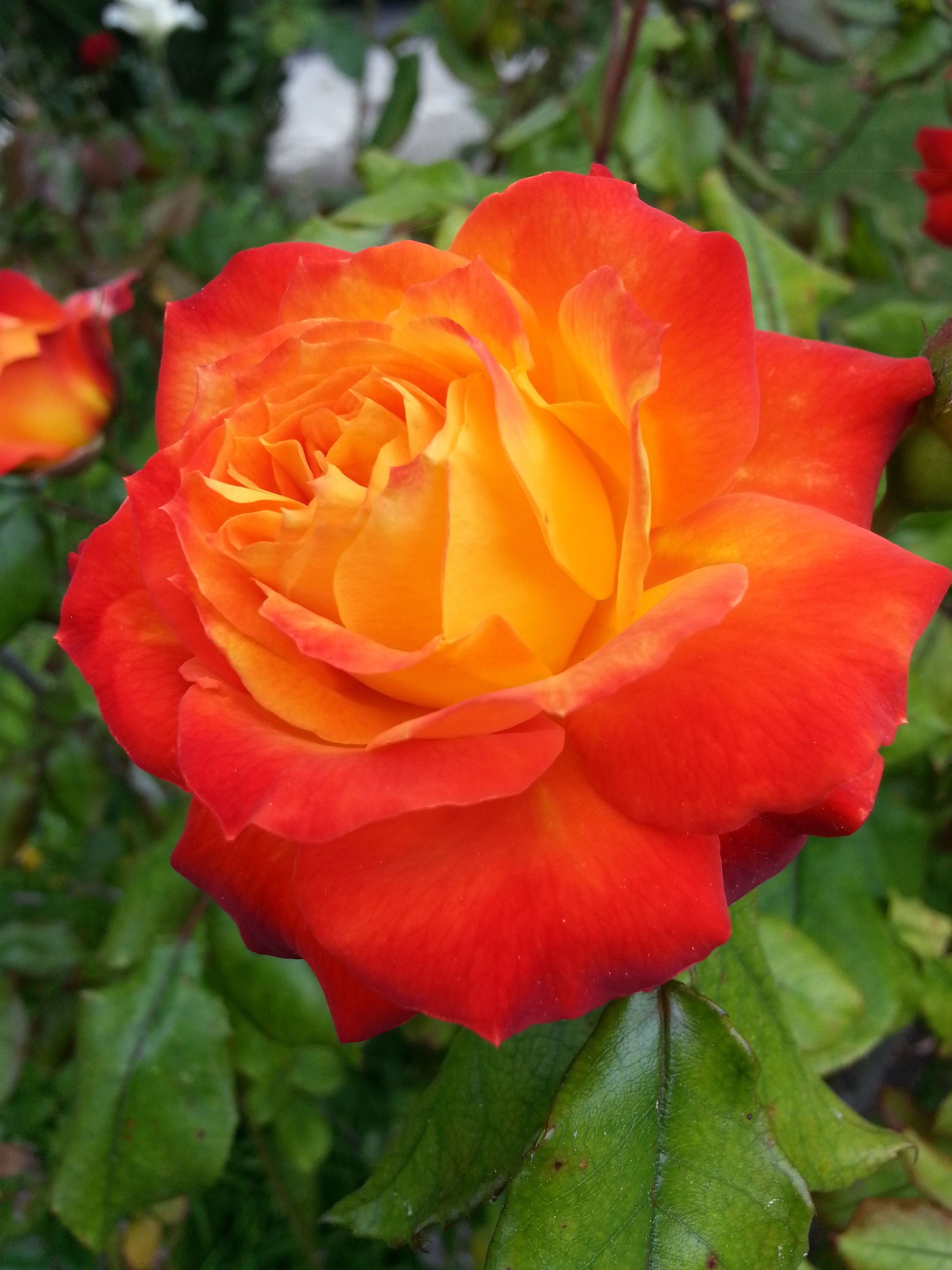 Name:  20130424_132846-1.jpg
Views: 99
Size:  2.05 MB
