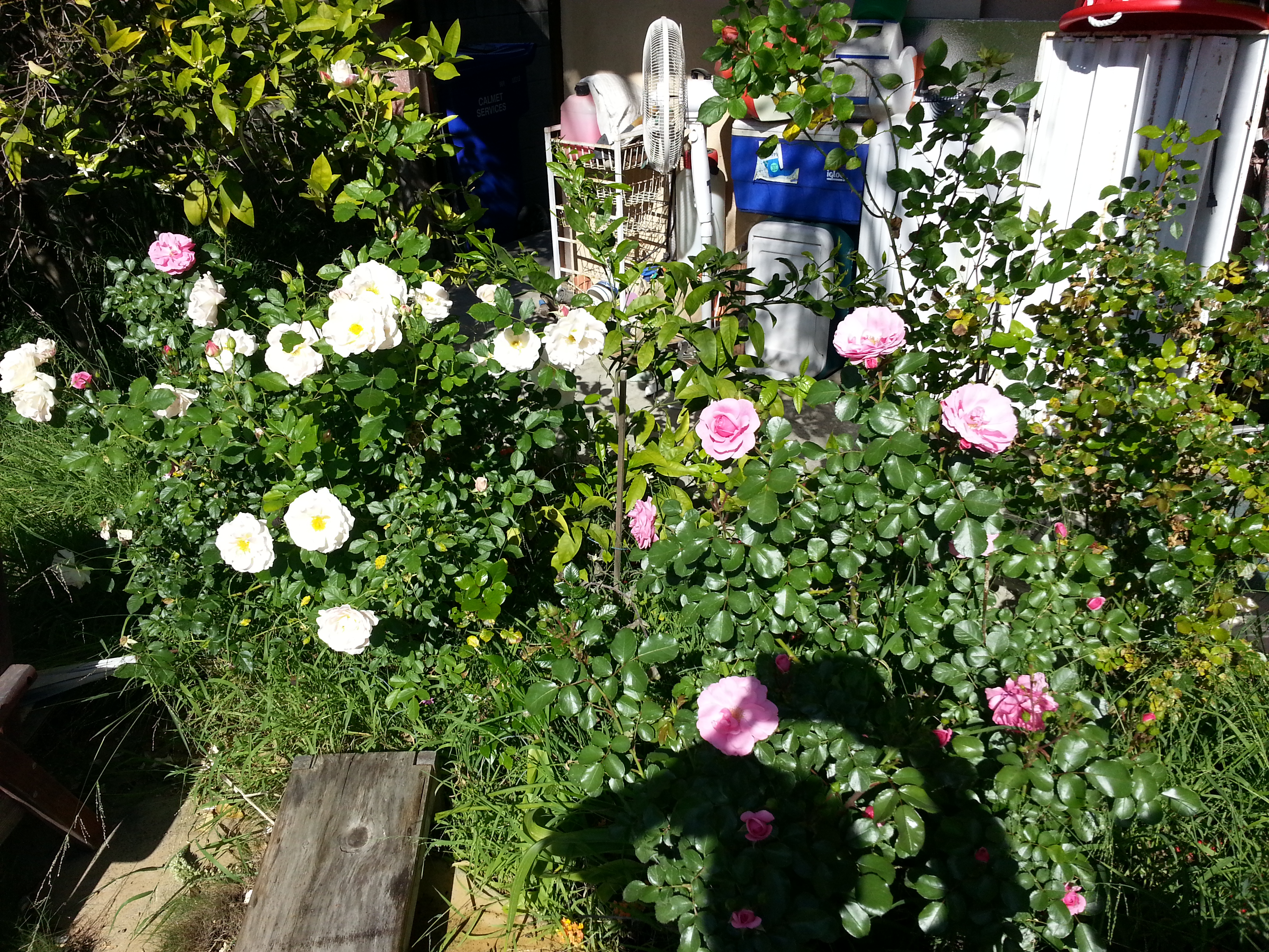 Name:  20130421_161914.jpg
Views: 155
Size:  4.37 MB