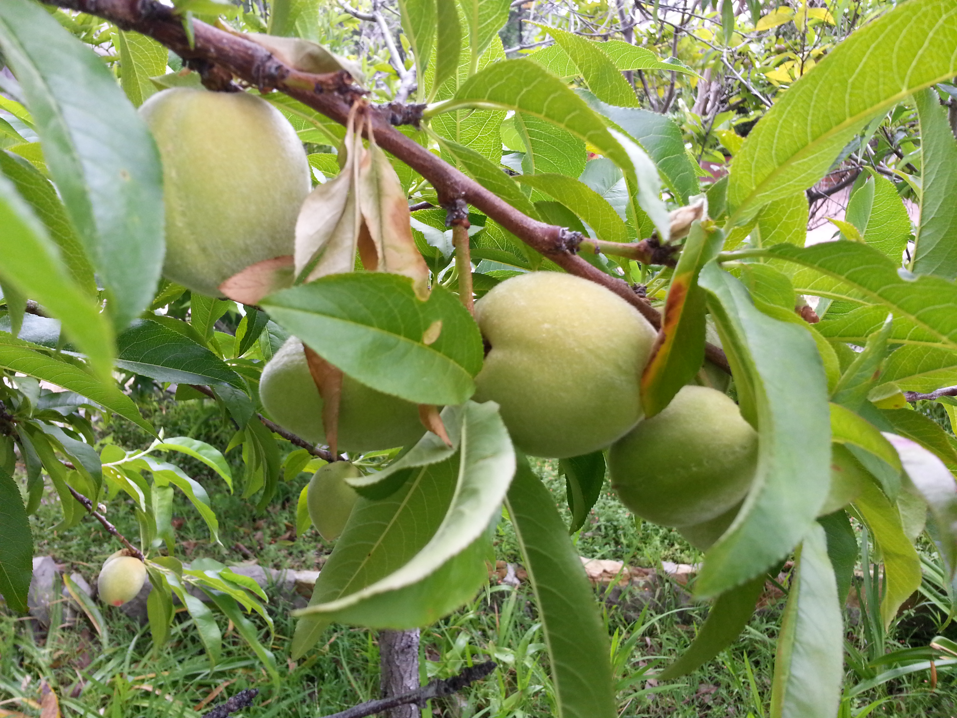 Name:  20130424_133135-1.jpg
Views: 114
Size:  2.65 MB