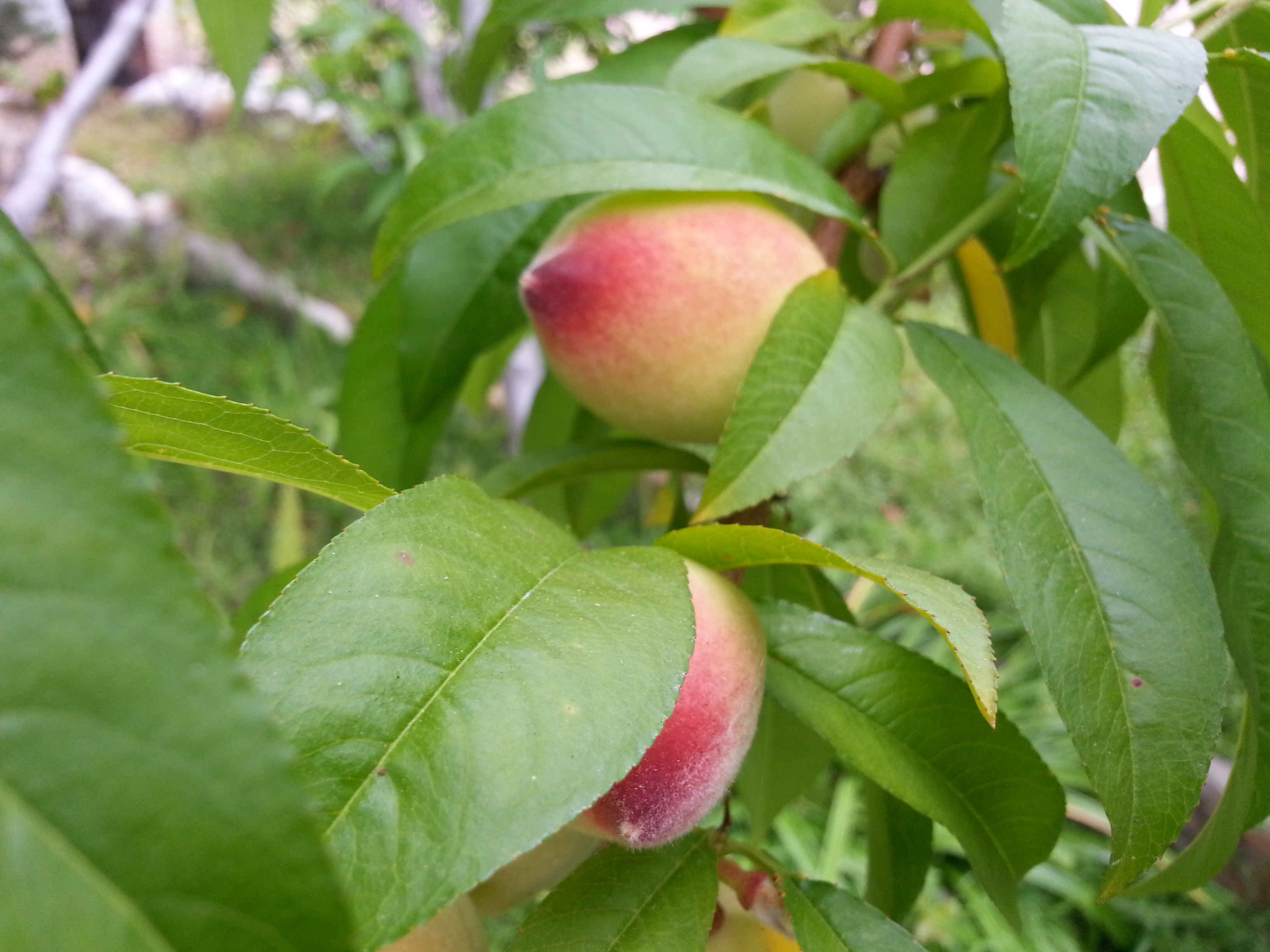 Name:  20130424_133120.jpg
Views: 94
Size:  1.91 MB