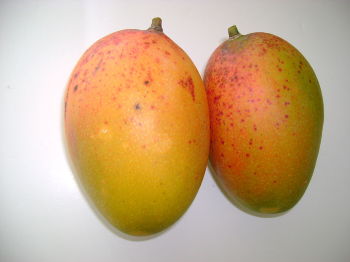 Name:  mango2a.jpg
Views: 517
Size:  60.6 KB