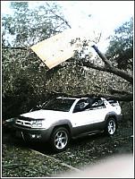 HELP 4Runner TOTALED-tree-1.jpg