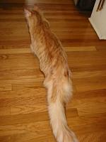 High Flow Cat questions-img_0056x.jpg