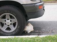 Got my brakes inspected today....-img_1226.jpg