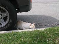 Got my brakes inspected today....-img_1227.jpg