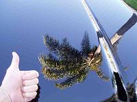 2005 Black Beauty-p1010007.jpg