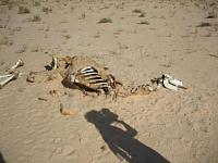 Road Trip - South Central Tunisia-img_0396a.jpg
