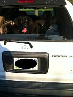 Big dogs in your 4Runner-image-960708983.jpg