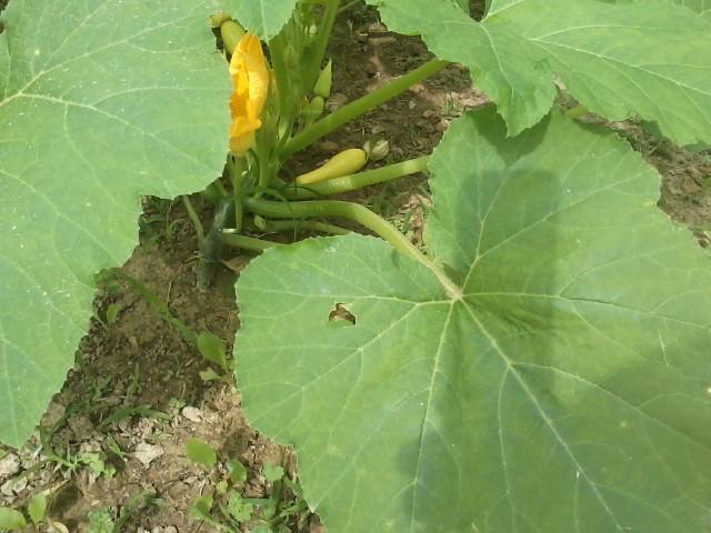 Name:  squash_zps37odkoxo.jpg
Views: 421
Size:  44.1 KB